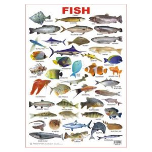 Charts Fish 48X73Cm Dreamland