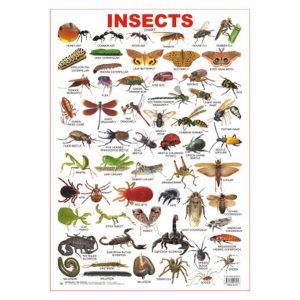 Charts Insects 48X73Cm Dreamland