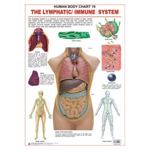 Charts Lymphatic & Immune System 48X73Cm Dreamland