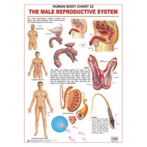 Charts Male Reproductive 48X73Cm Dreamland