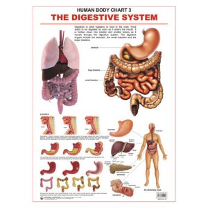 Charts The Digestive System 48X73Cm Dreamland