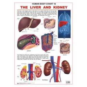 Charts The Liver & Kidney 48X73Cm Dreamland