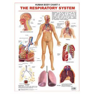 Charts The Respiratory System 48X73Cm Dreamland