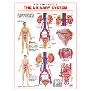 Charts The Urinary System 48X73Cm Dreamland