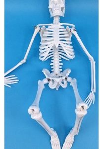 Medical Educational Use Skeleton Model, 42Cm