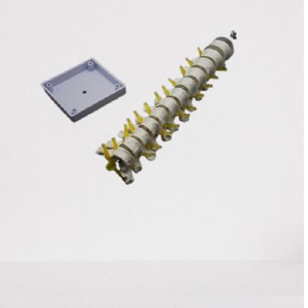 Spine Model Approx 30*8*6Cm