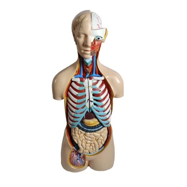 85Cm Sexless Torso 20 Dissectible Parts
