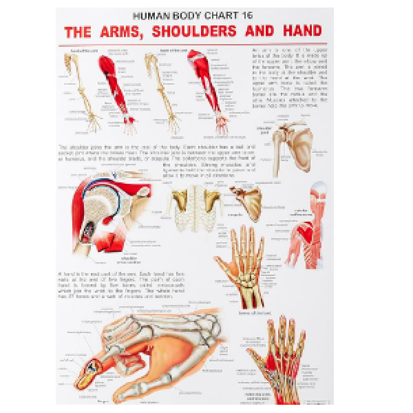 Charts Arm, Shoulder & Hands 48X73Cm Dreamland