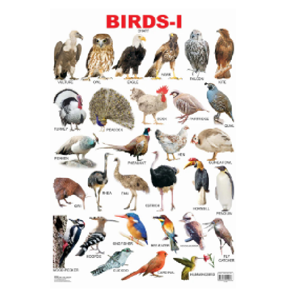 Charts Birds-2 48X73Cm Dreamland